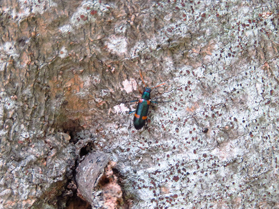 Darkling beetle