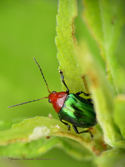 Leaf beetle
