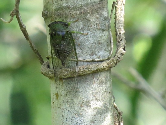 Cicada