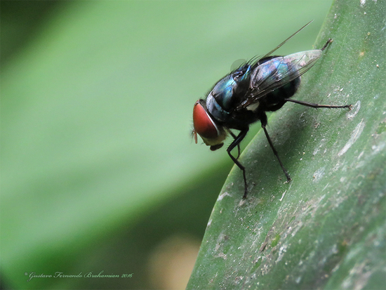 Blow fly