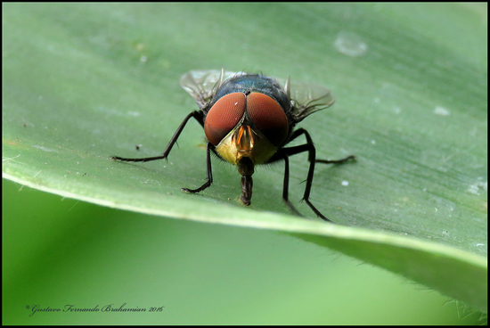 Blow fly