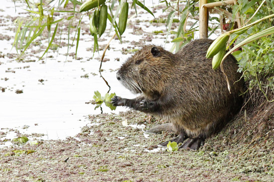 Coypu