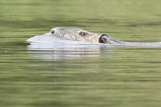 Coypu