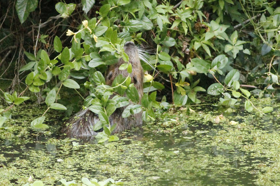 Coypu