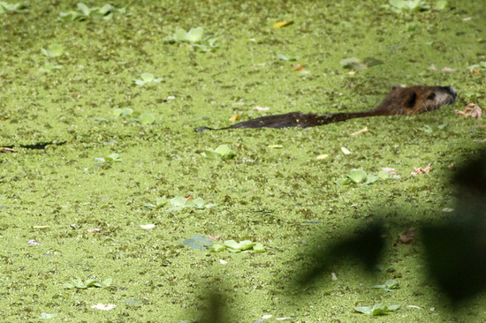 Coypu