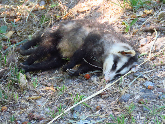 White-eared opossum