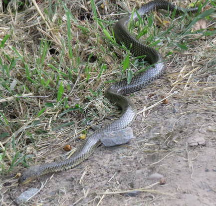 Golden liophis