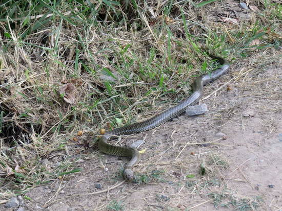 Golden liophis