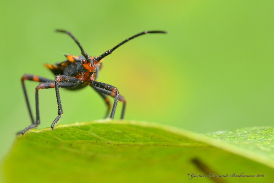 Leaf-footed bug
