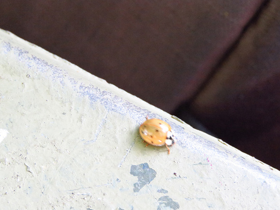Multicoloured Asian lady beetle