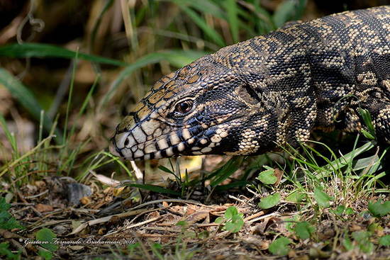 Black-and-white tegu lizard