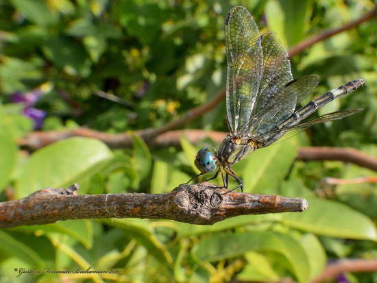 Dragonfly