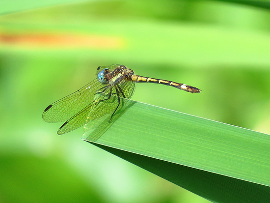 Dragonfly/Skimmers