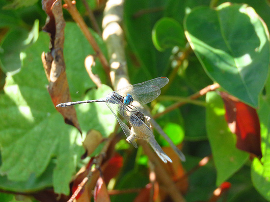 Dragonfly