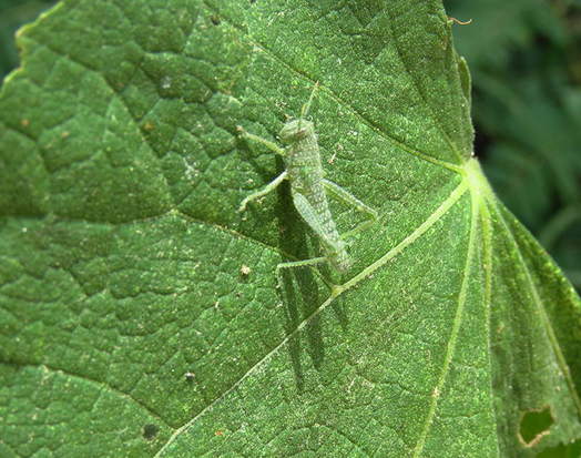 Yellow-lined Grasshopper