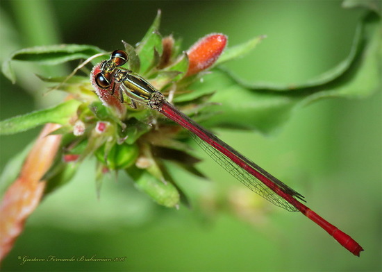 Damselfly/Narrow-winged damselflies