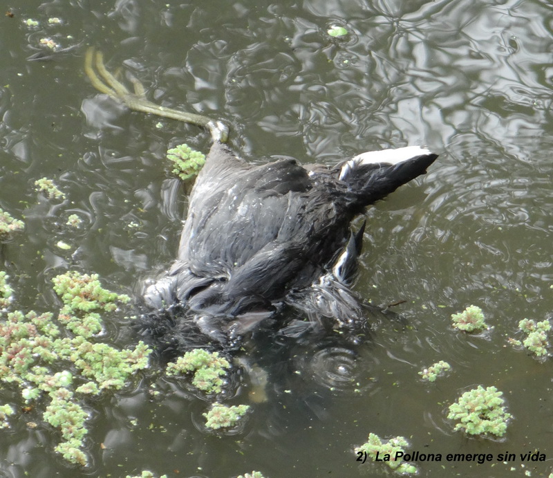 Fatal attack on common gallinule