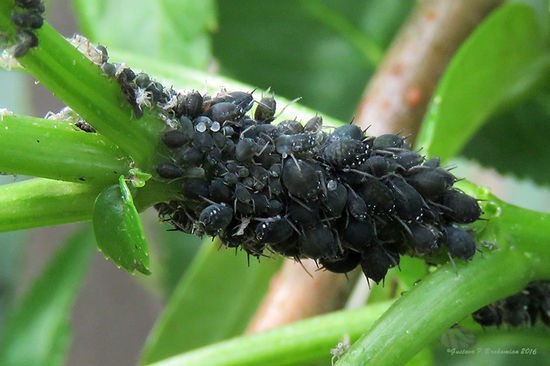 Black bean aphid