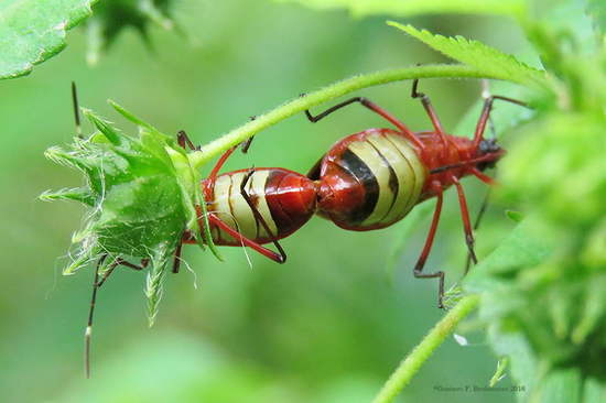 Red Bug