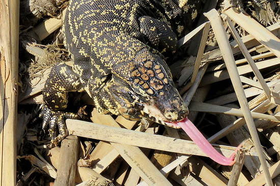 Lagarto overo
