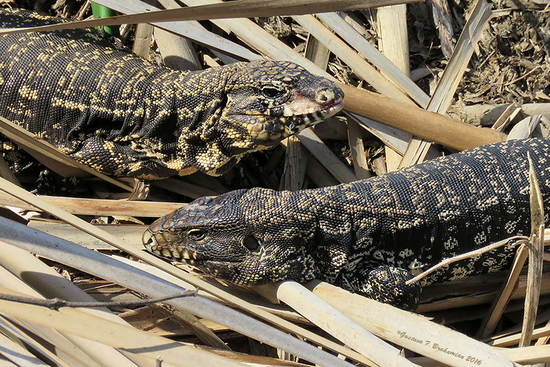 Lagarto overo