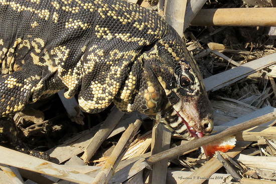 Lagarto overo