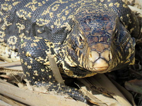 Lagarto overo