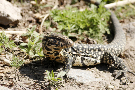 Lagarto overo
