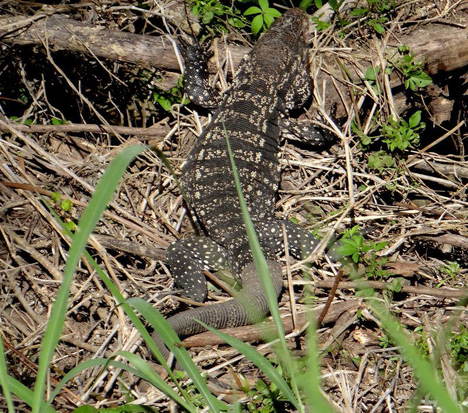 Lagarto overo