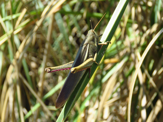 Yellow-lined Grasshopper