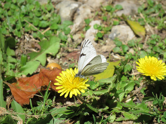 Lechera argentina 