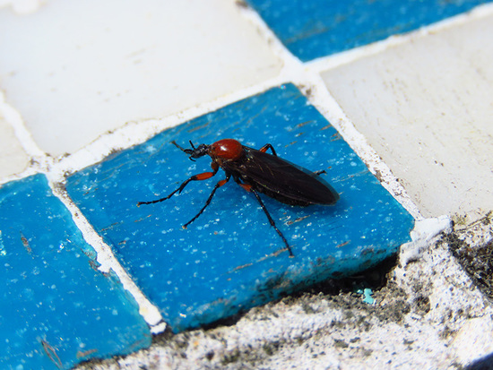 March fly