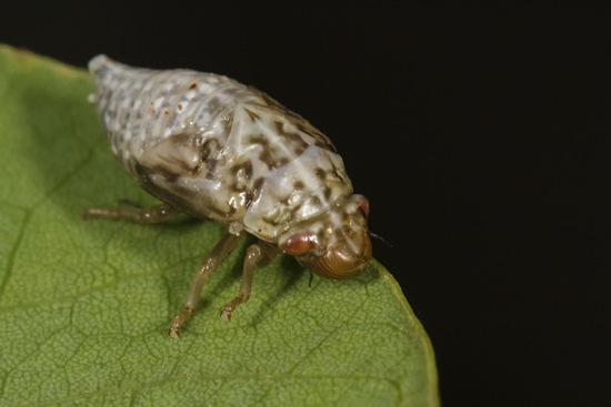 Spittlebug