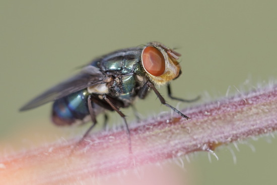 Blow fly