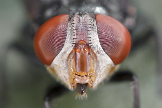 Blow fly