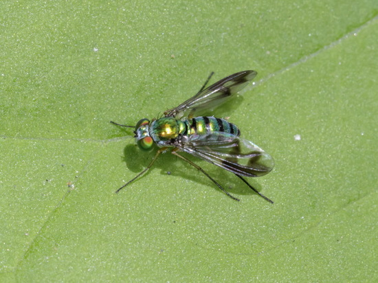 Long-legged fly