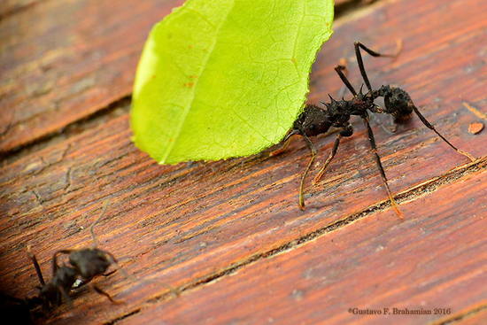 Leafcutter ant