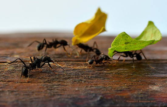 Leafcutter ant