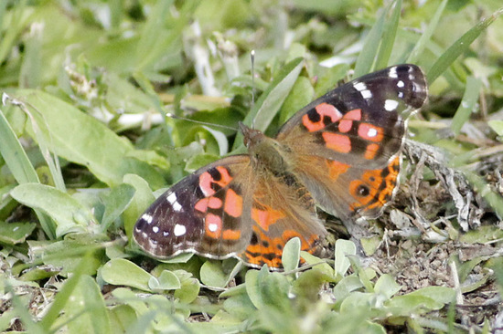 Dama pintada 