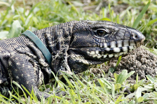Lagarto overo