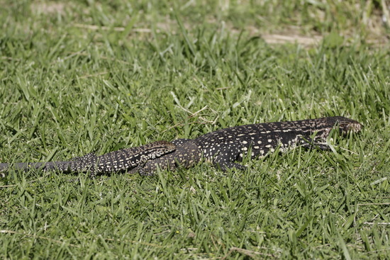 Lagarto overo