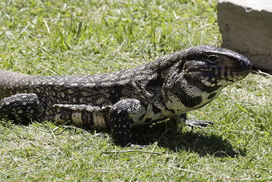 Lagarto overo