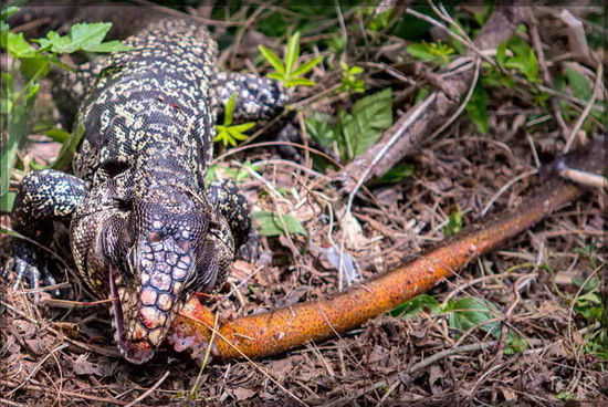 Lagarto overo