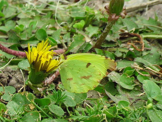Limoncito común 