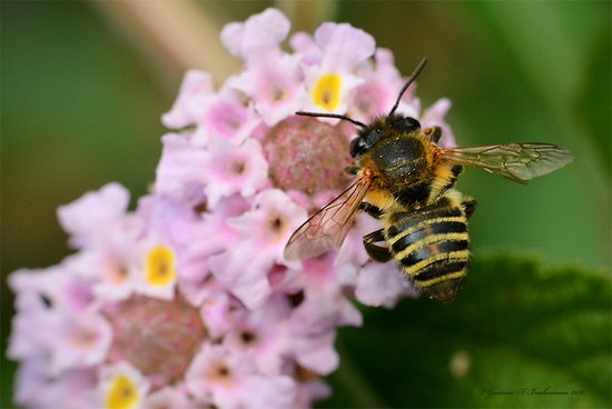 Leaf cutter bee