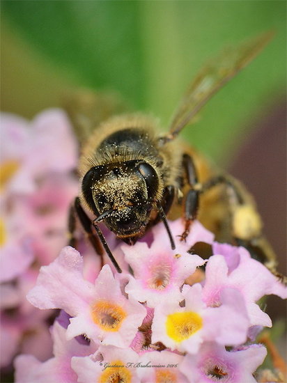 Leaf cutter bee