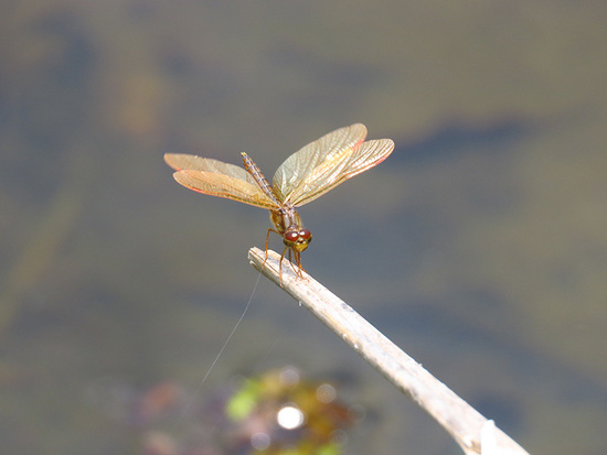 Dragonfly/Skimmers