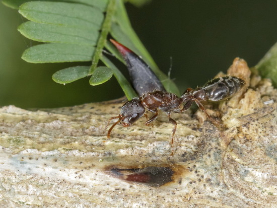 Ant
