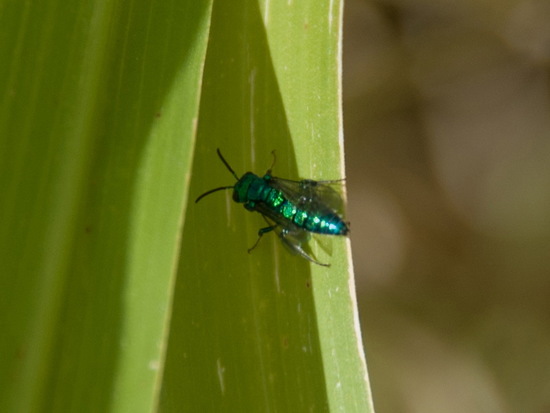 Sweat bee