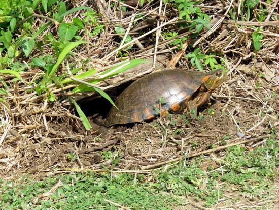 Tortuga pintada